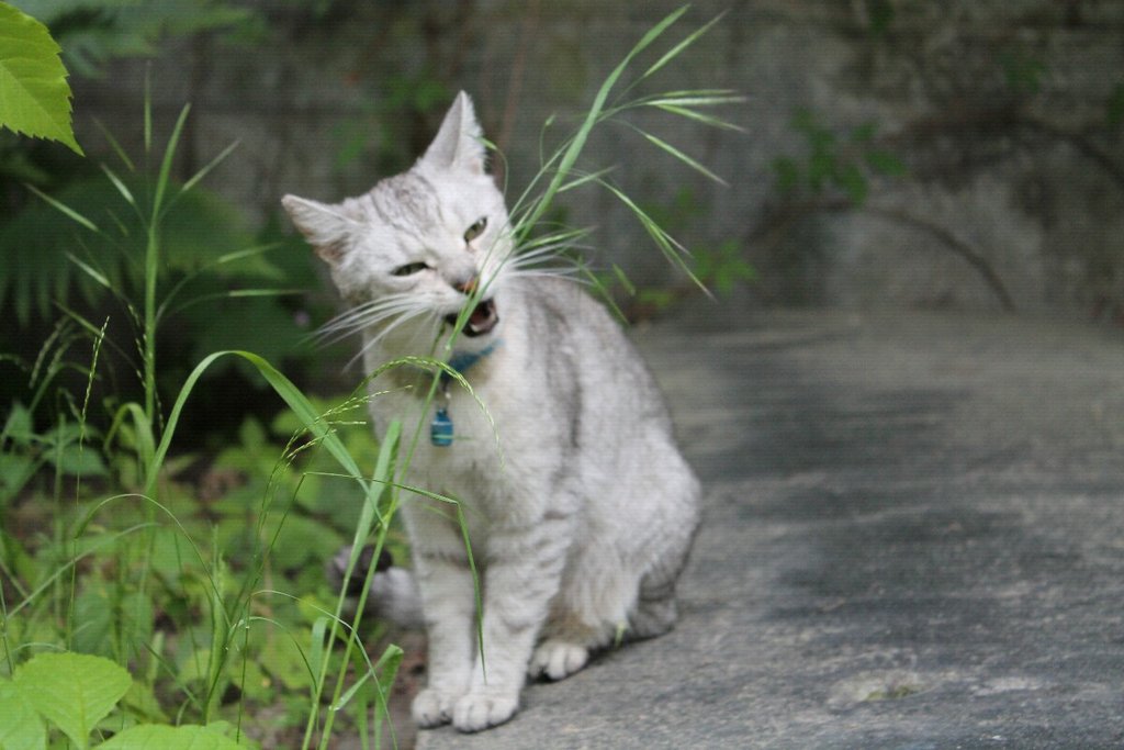 A little nice cat from gravement