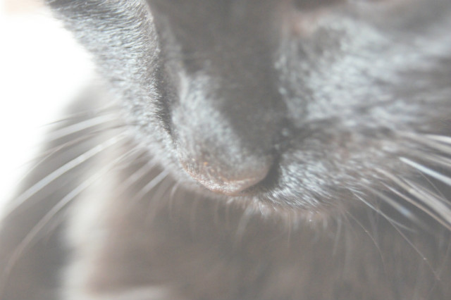mylovelycat.