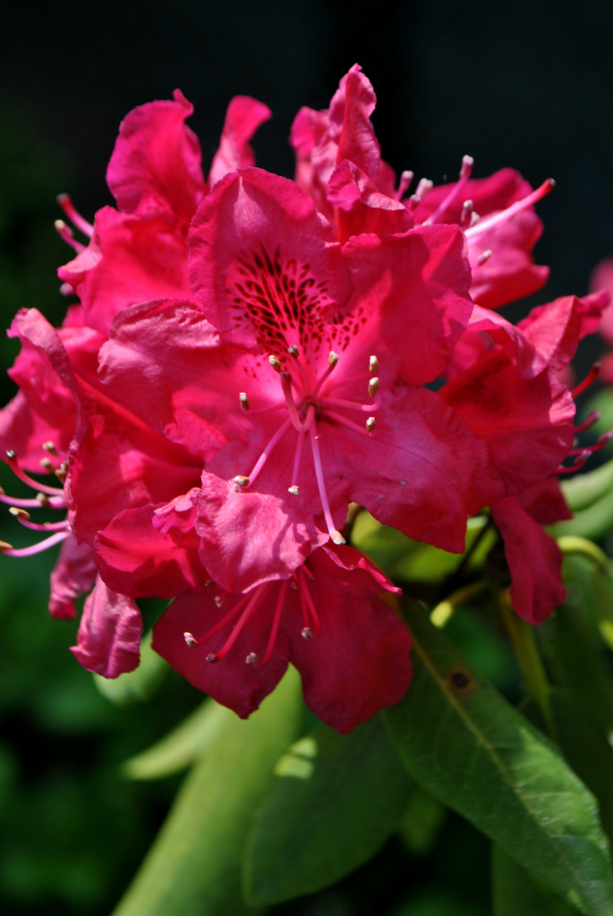 rododendron