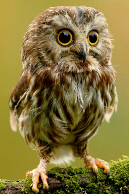 Owl