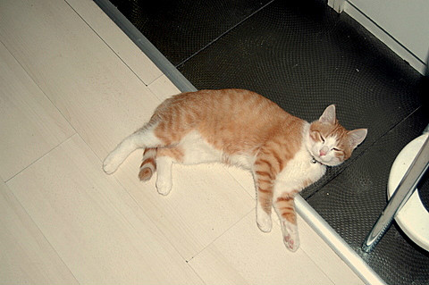 Cats diary: Liar