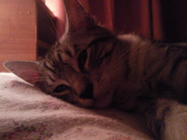 kitty...
