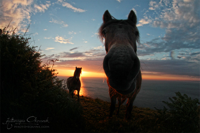 Exmoor