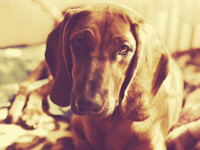 Bazy.