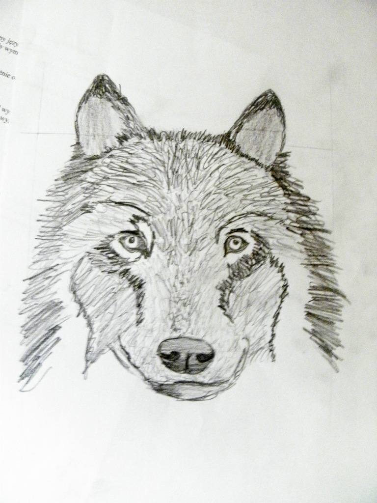 wilk c: