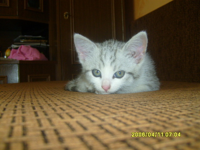 adny bo mj 