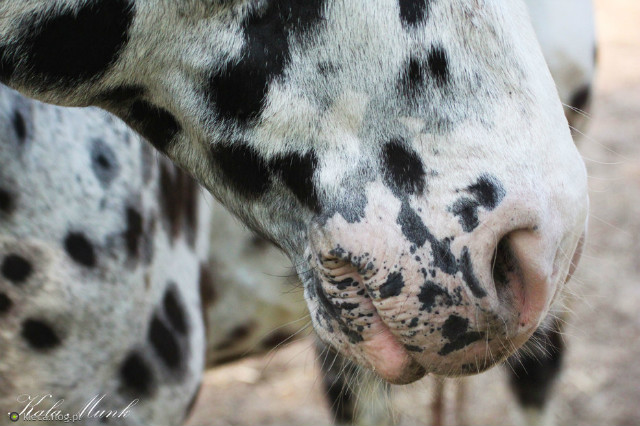 Konik :)
