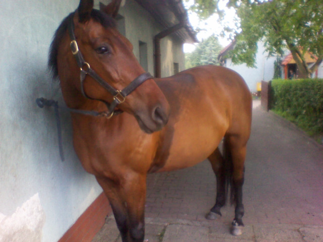 Malwa;3