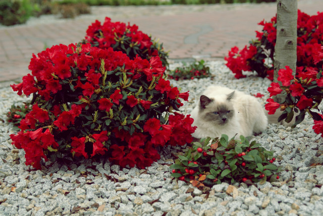Filemon. 