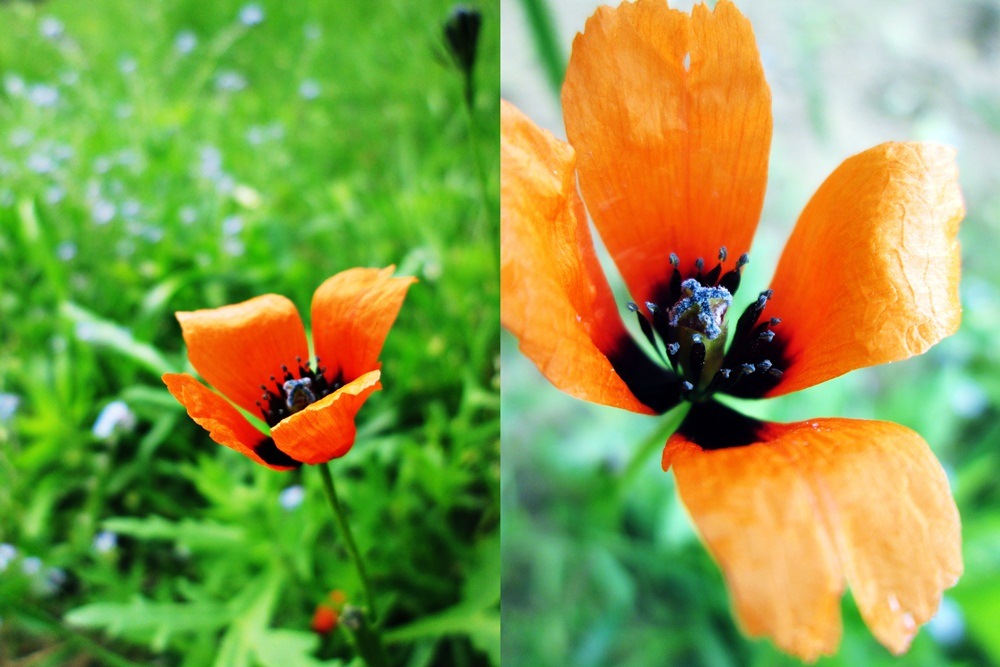 Poppy seed.