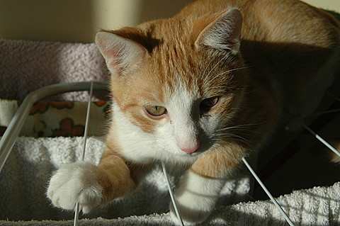 Cats diary: Climb