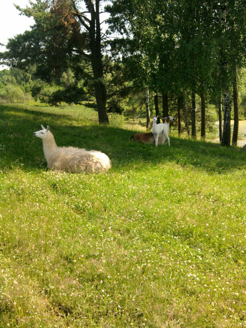 Lamki z `safari ` Giycko 