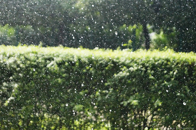 Rain