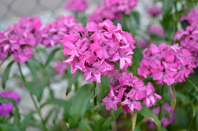 A carnation