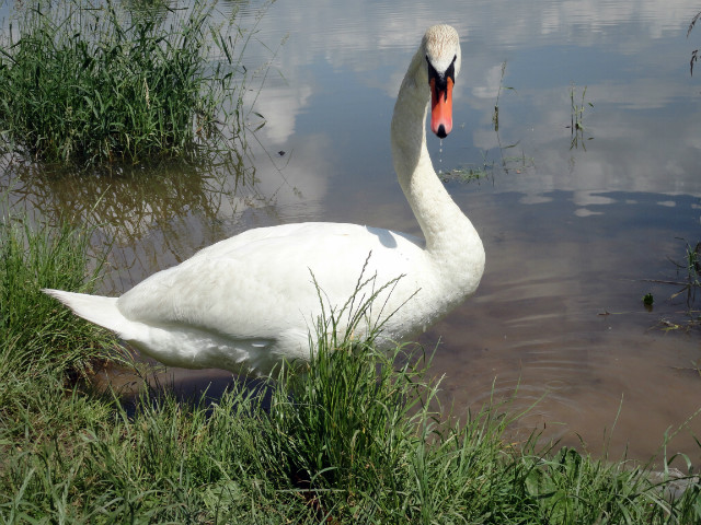 Kubu.