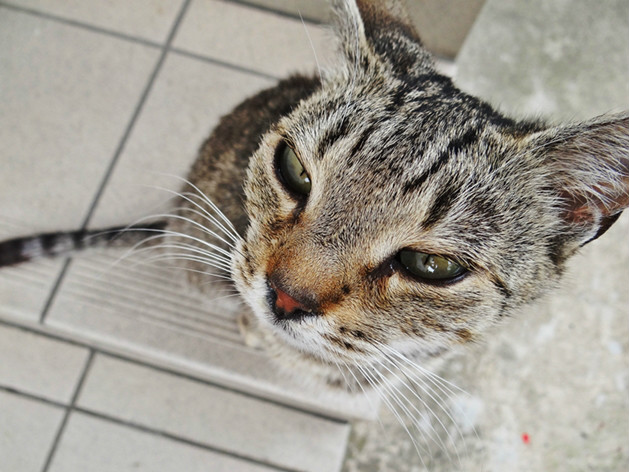 Kitty 