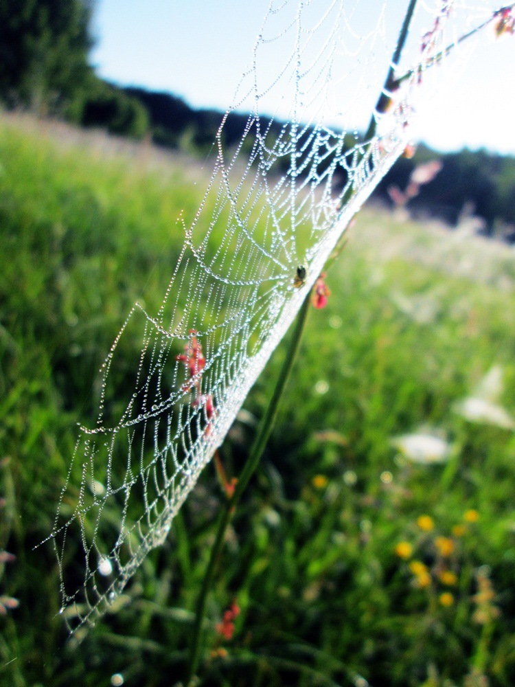 SpiderWeb.