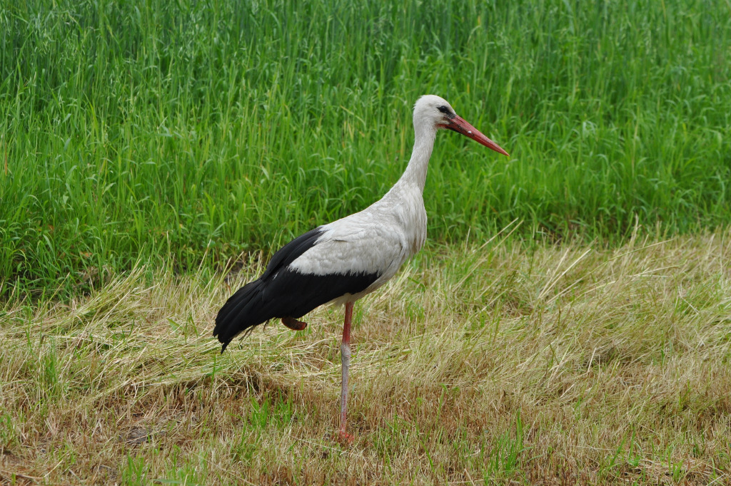 Jednonogi