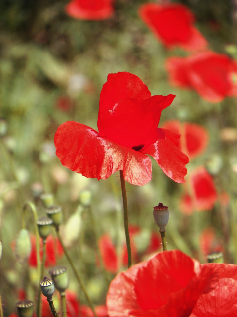 Poppy field