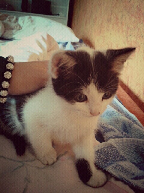 Kodecek.