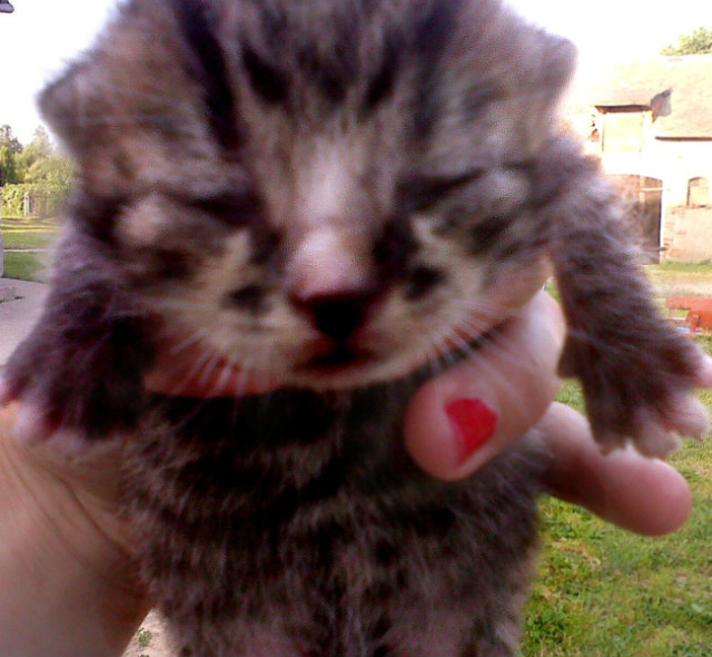 Bojler :3