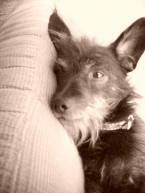 Snoopciu . Stare :3