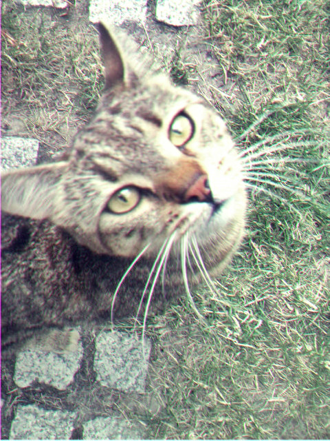 kotecek 