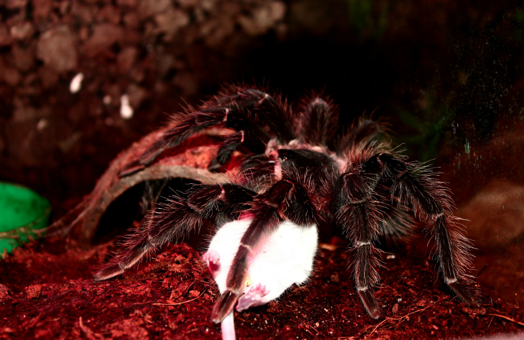 Lasiodora parahybana