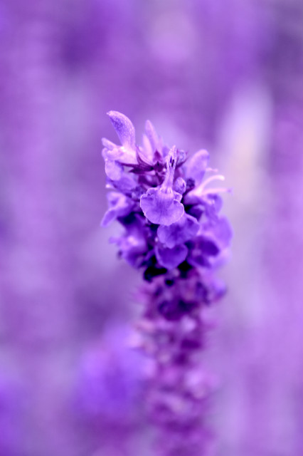 flowers in my mind .