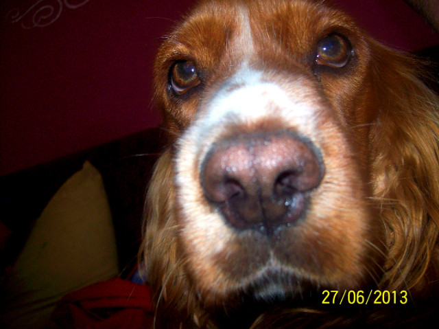 Mookry nosek. 