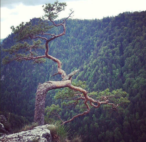 Pieniny 