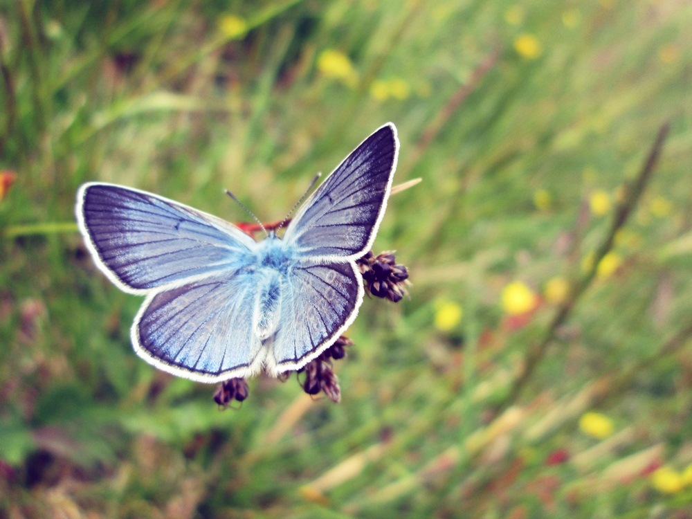 Butterfly.