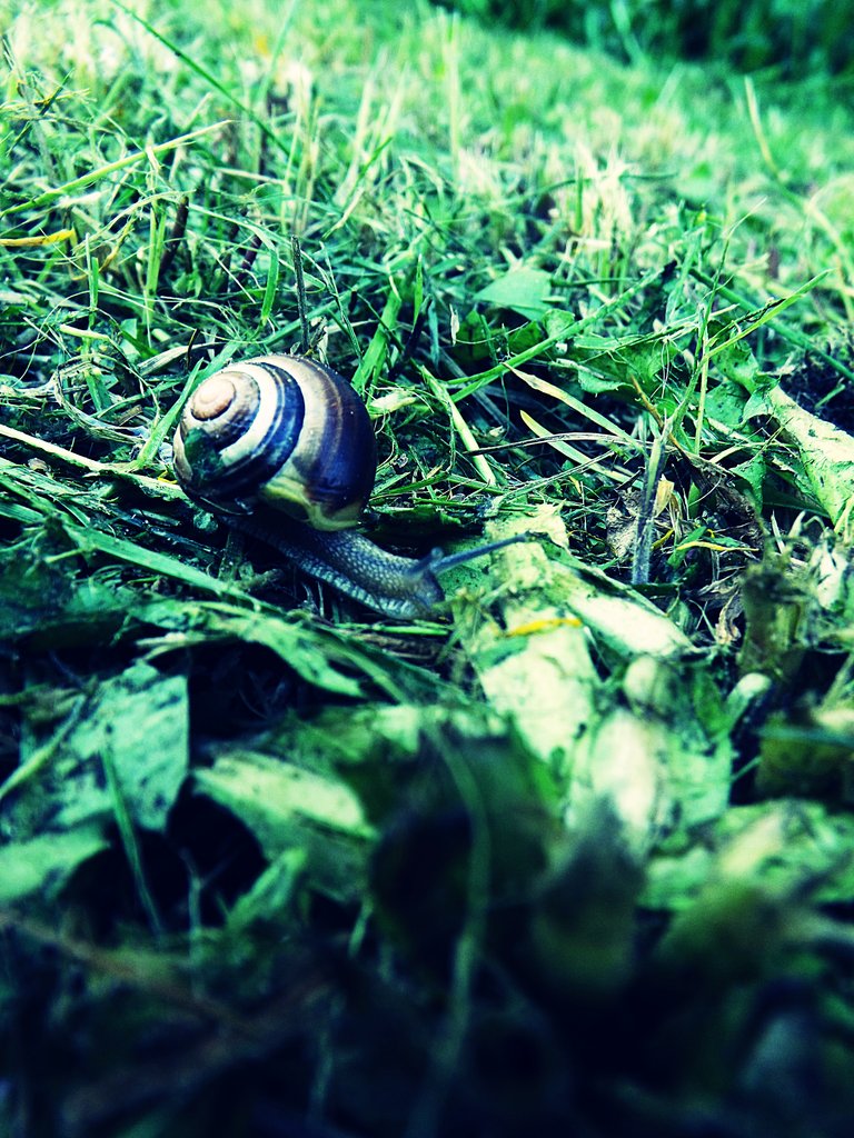 Snails 
