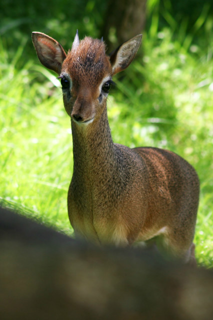 zoo - dikdik