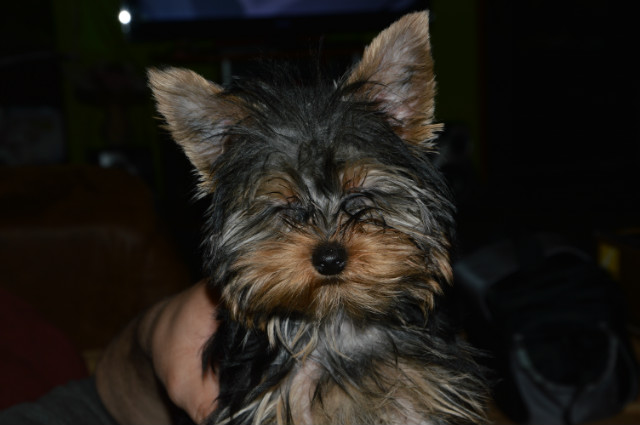 Brat < 3 