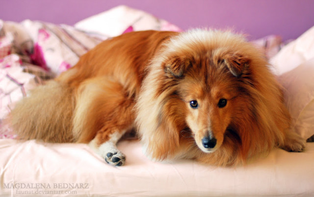 GusGus