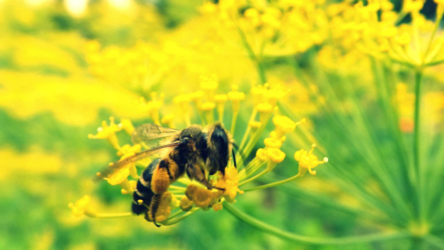 bzzzz...