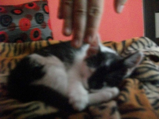 Kot
