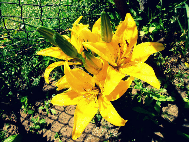 liliaaa 