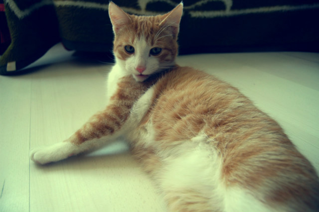 Cats diary: On the floor!