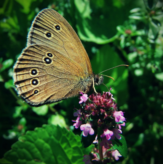 Motyl :)