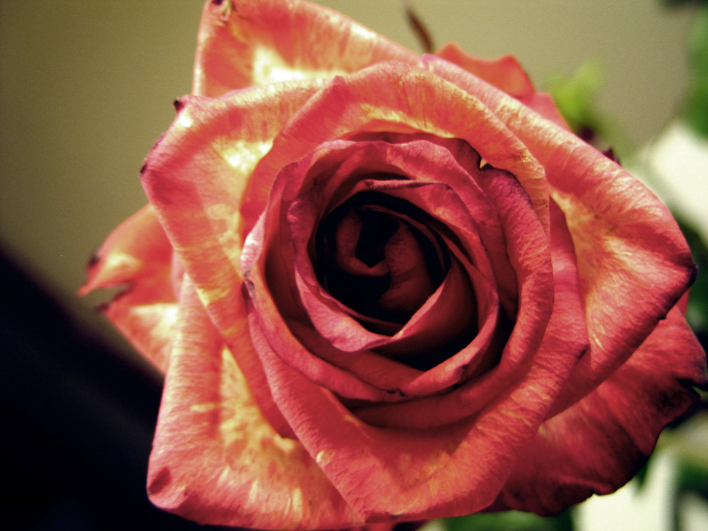The Rose..