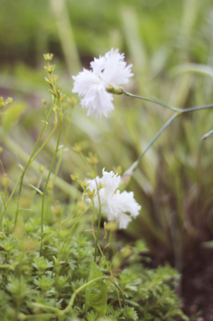 flowers.