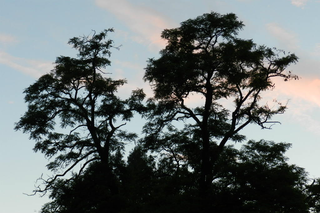 robinia akacjowa
