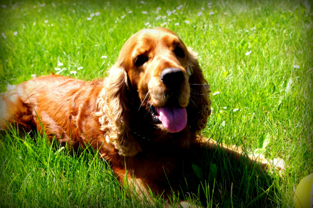 dog