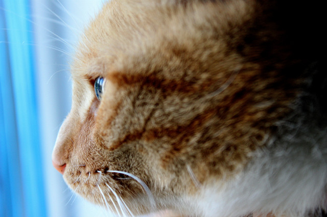 nototeego.
