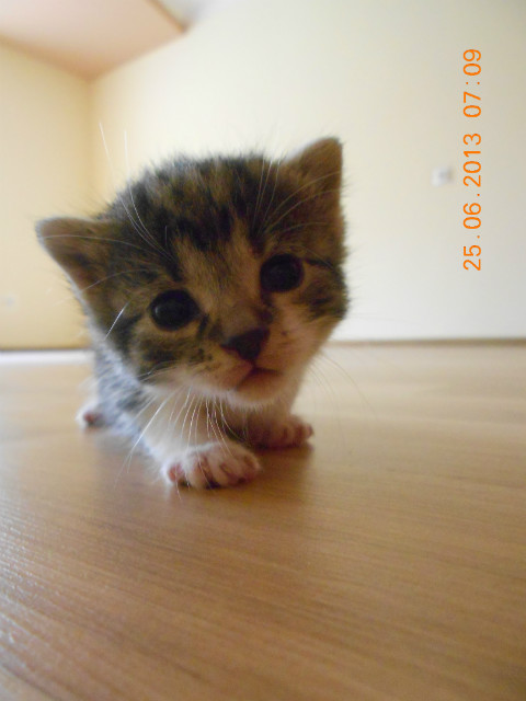 koteczek :)
