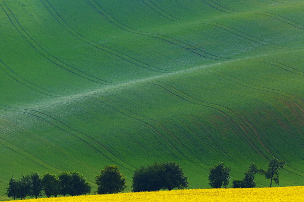 Yellow & Green