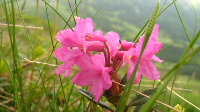 Pink Flowers