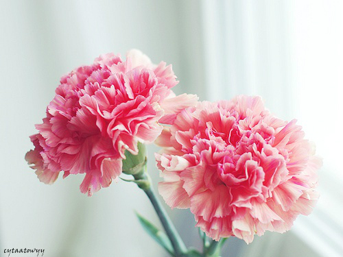 Iwona
